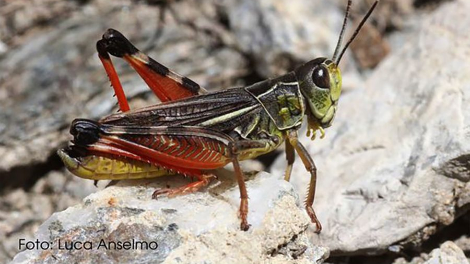 Clicca per accedere all'articolo Il Biologo piemontese Luca Anselmo ritrova una specie che mancava in Italia da quasi 90 anni